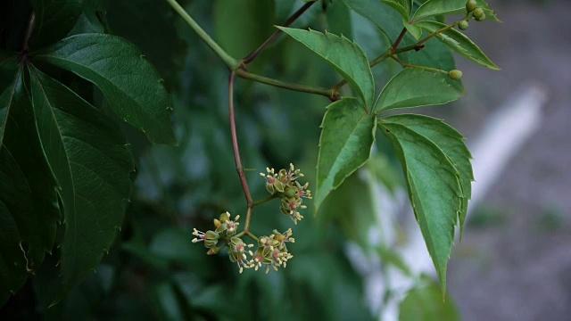 树枝上的芽视频下载