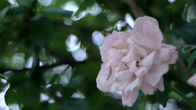 蚱蜢从一朵玫瑰花里出来视频下载