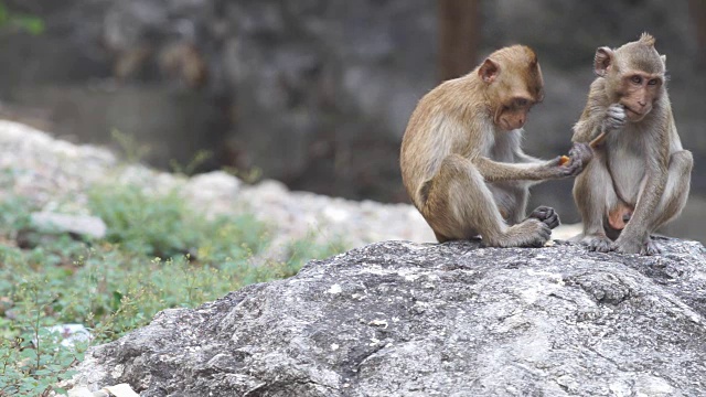 猴子和好友视频下载