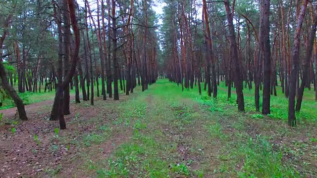 飞过松林视频素材