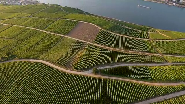 鸟瞰莱茵高葡萄园尼德瓦尔德纪念碑视频素材