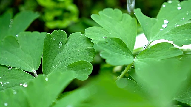 雨滴在树叶表面的慢动作，特写视频素材