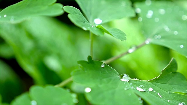 雨滴在树叶表面的慢动作，特写视频素材