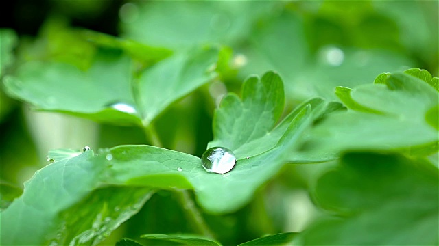 雨滴在树叶表面的慢动作，特写视频素材