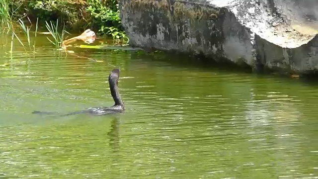 河上的黑鸬鹚视频素材