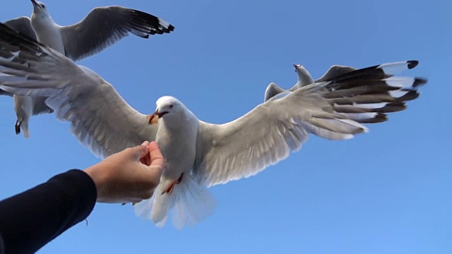 慢镜头:非常勇敢的海鸥降落并在飞行中捕捉食物视频素材