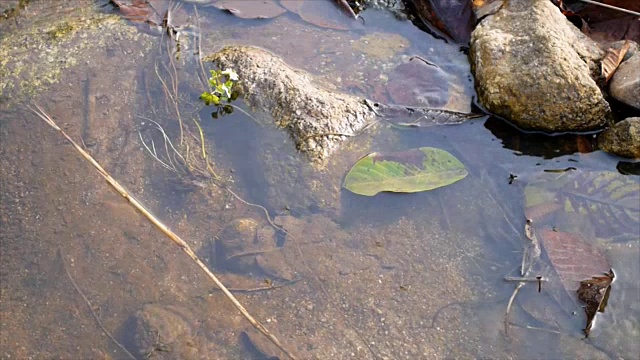 水漫游者在流水表面视频素材