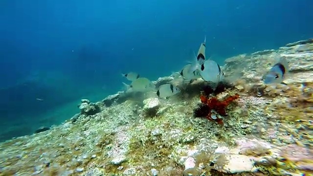 海洋生物视频素材