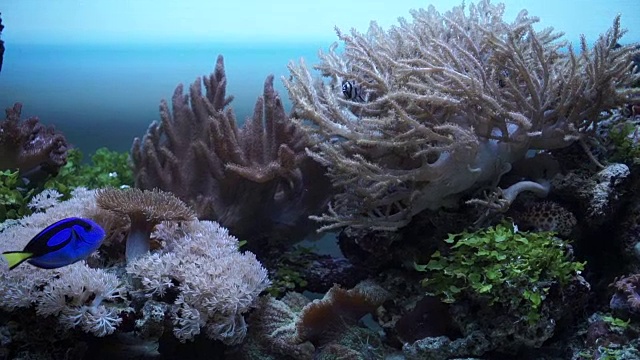 水族馆里的海洋动物视频素材