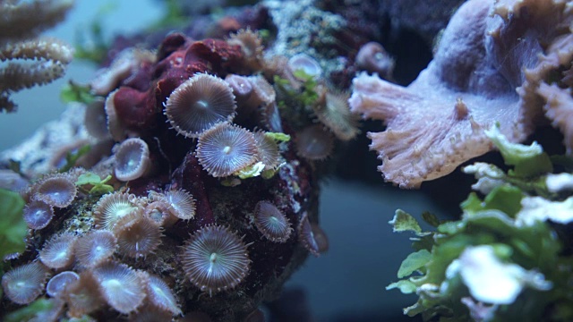 海底水族馆视频素材