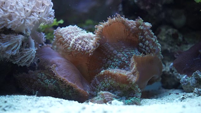 水族馆里的海洋真菌视频素材