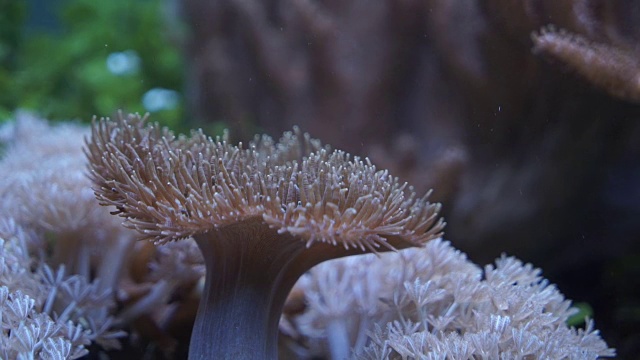 水族馆的居民视频素材