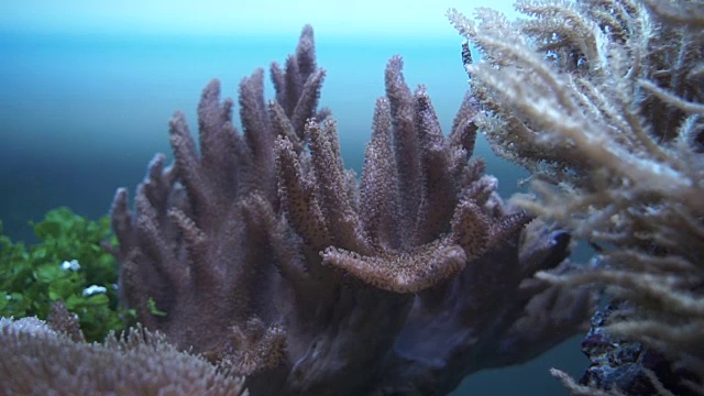 水族馆的居民视频素材