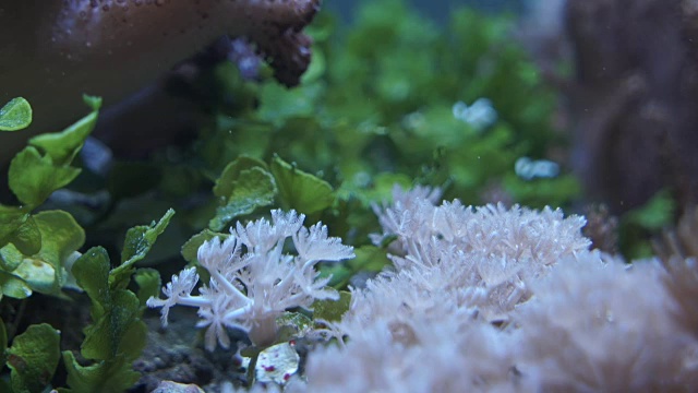 水族馆里的海珊瑚视频素材