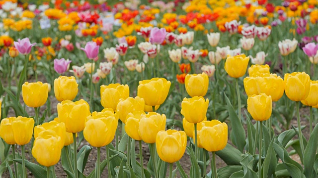 花园里的多色郁金香视频素材