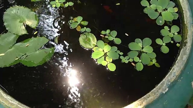 在花园池塘里游泳的鱼视频素材