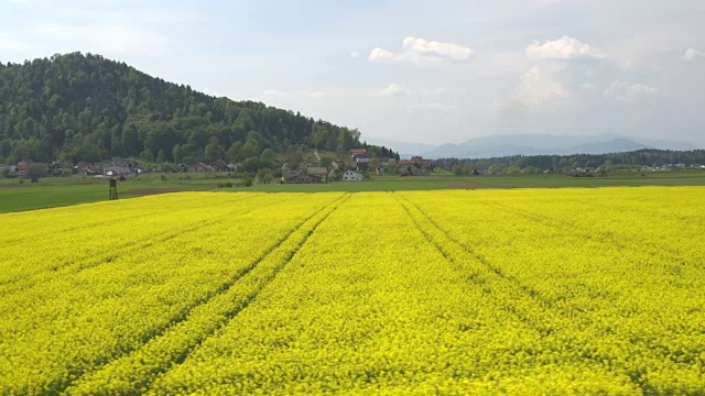 航拍:生物农业农田上令人惊叹的黄色油菜籽成行视频素材