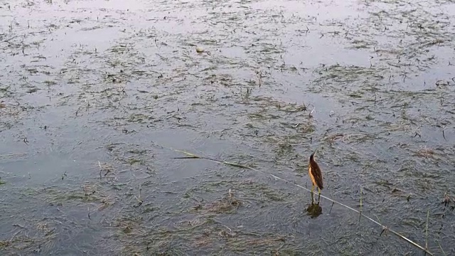 一只小麻鳽站在沼泽里飞走了视频素材