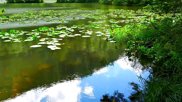 荷花浮池水，蓝天映春视频素材