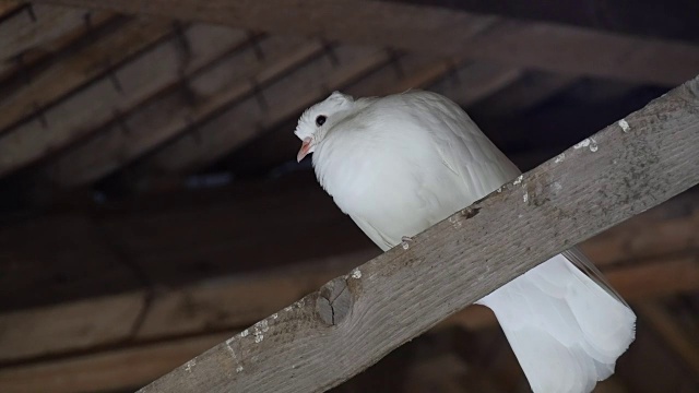 屋顶下的白鸽视频素材