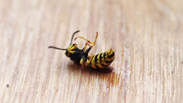 地板上垂死的黄蜂视频素材