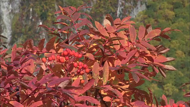 花楸视频素材