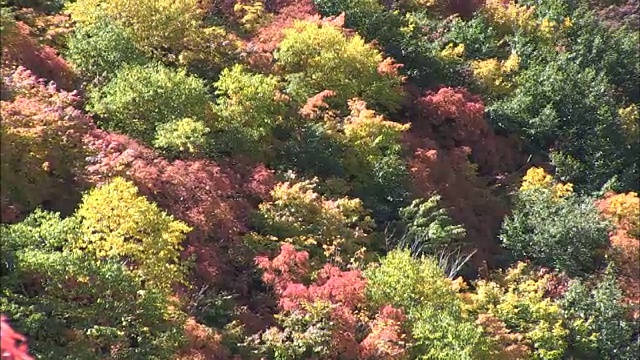 花楸视频素材