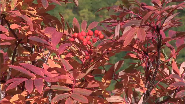 花楸视频素材