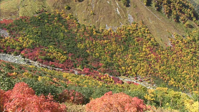 卡拉萨瓦马戏团附近山坡上的秋叶视频素材