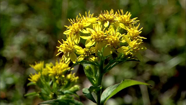 一枝黄花virgaurea无性系种群视频素材