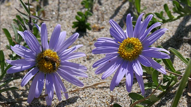 hamabengiku花(Heteropappus hispidus)视频素材