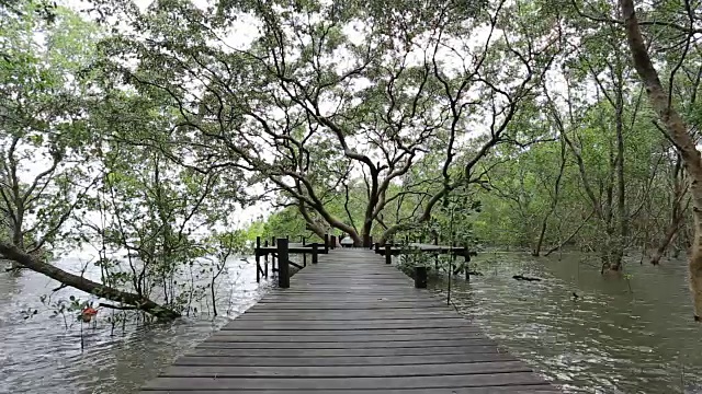 红树林和木桥视频素材