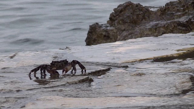 波浪在后面，螃蟹慢动作视频下载