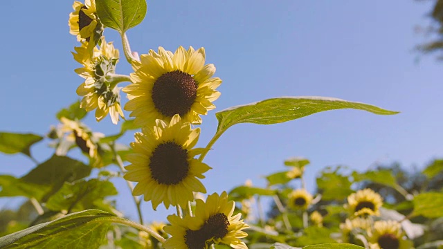 向日葵花，昭和纪念公园，日本东京视频素材