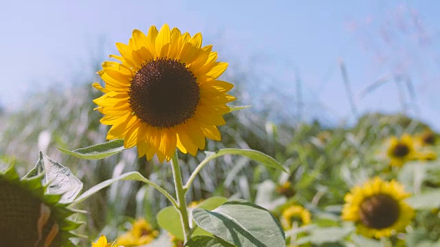 向日葵花，昭和纪念公园，日本东京视频素材