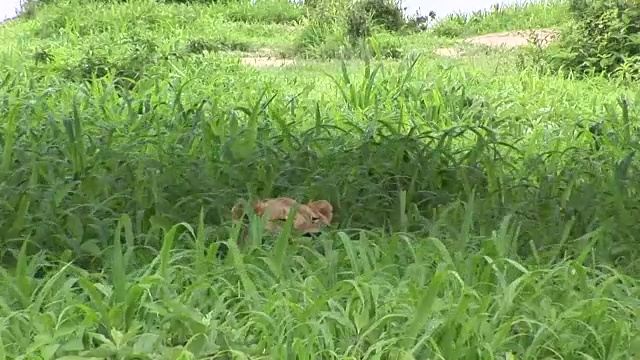 狮子野生危险的哺乳动物非洲草原肯尼亚视频素材