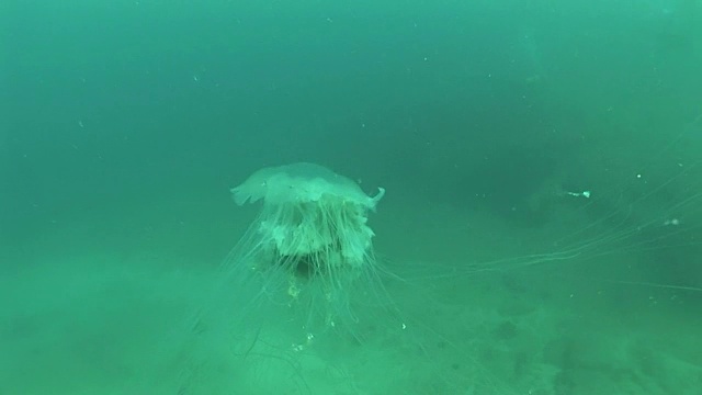 水母水母水下视频视频素材