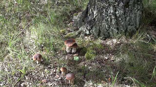 五棵牛肝菌生长在树下视频素材