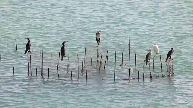 鸬鹚和鹳视频素材