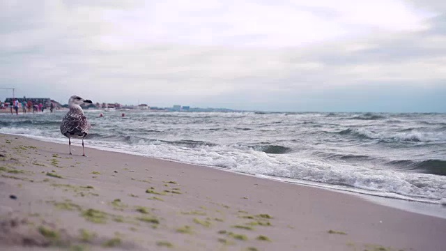 海鸥在多云的天气在海岸视频素材