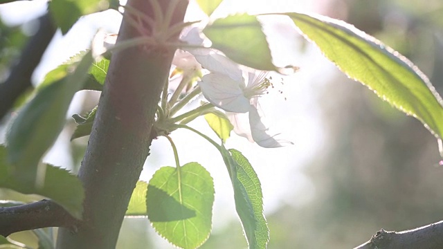 阳光照射在盛开的梅枝上视频素材