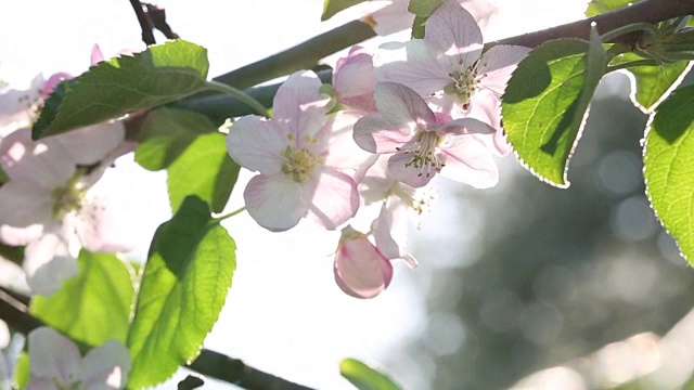 阳光照射在盛开的梅枝上视频素材