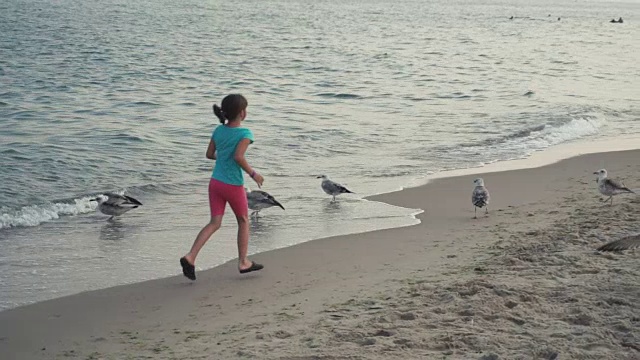 海鸥在海岸线的海滩上视频素材