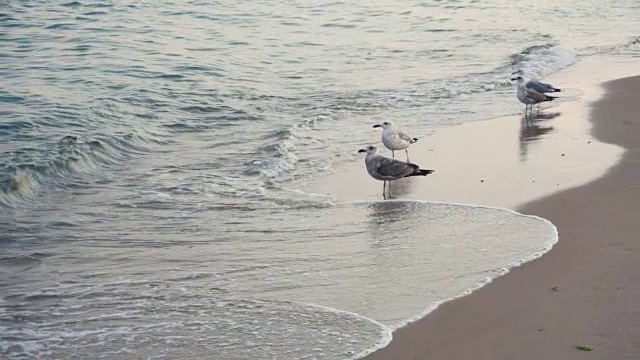 海鸥在海岸线的海滩上视频素材