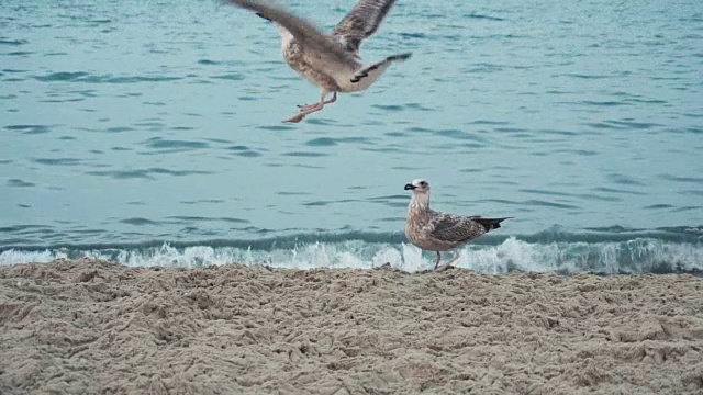 海鸥在海岸线的海滩上视频素材