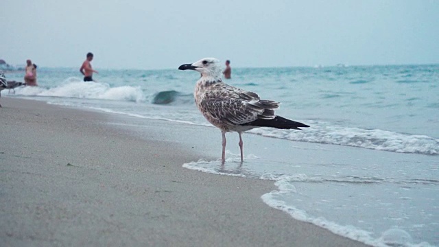 海鸥在海岸线的海滩上视频素材