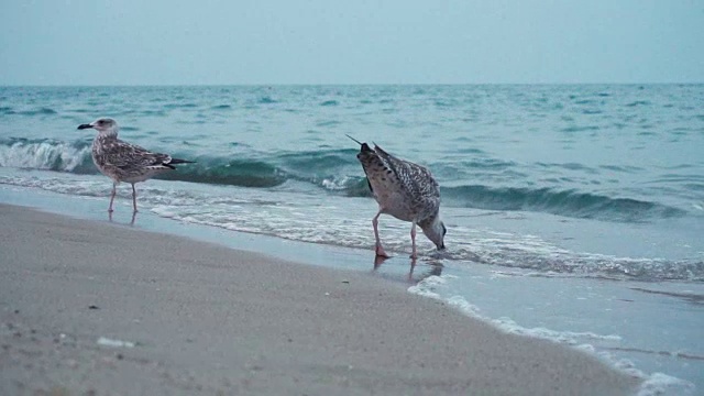 海鸥在海岸线的海滩上视频素材