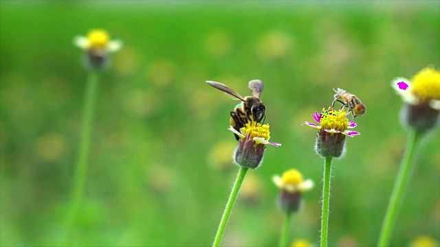 蜜蜂从黄花上采集花蜜视频素材