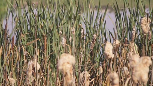 近景草生长在池塘岸边视频下载