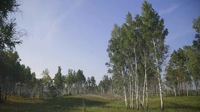 在森林边缘的林间空地上生长的树木的全景视频素材